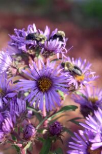 Aster