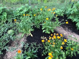 Calendula and melons grow in a garden with composted beds and mulched walkways.